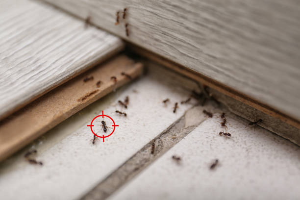 Best Pest Prevention Services  in New Burlington, OH